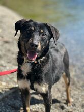 LINA, Hund, Mischlingshund in Nordmazedonien - Bild 1
