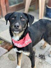 LINA, Hund, Mischlingshund in Nordmazedonien - Bild 2