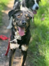 LINA, Hund, Mischlingshund in Nordmazedonien - Bild 3