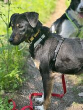 LINA, Hund, Mischlingshund in Nordmazedonien - Bild 4
