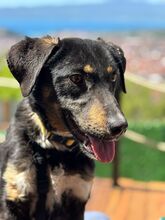 LINA, Hund, Mischlingshund in Nordmazedonien - Bild 6
