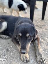 PEPPER, Hund, Mischlingshund in Nordmazedonien - Bild 1