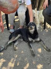 PEPPER, Hund, Mischlingshund in Nordmazedonien - Bild 2