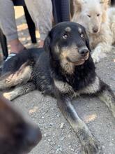 PEPPER, Hund, Mischlingshund in Nordmazedonien - Bild 3