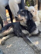 PEPPER, Hund, Mischlingshund in Nordmazedonien - Bild 4