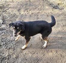 PEPPER, Hund, Mischlingshund in Nordmazedonien - Bild 5