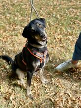 PEPPER, Hund, Mischlingshund in Bonn