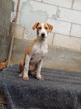 LUA, Hund, Mischlingshund in Rumänien - Bild 1