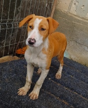 LUA, Hund, Mischlingshund in Rumänien - Bild 2