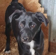 BRUCE, Hund, Mischlingshund in Rumänien - Bild 1