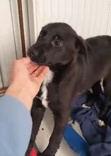 BRUCE, Hund, Mischlingshund in Rumänien - Bild 3