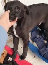 BRUCE, Hund, Mischlingshund in Rumänien - Bild 4