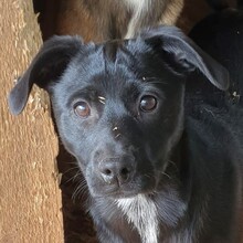 DEBBIE, Hund, Mischlingshund in Rumänien - Bild 1