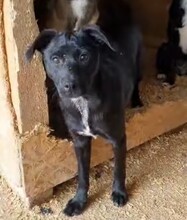 DEBBIE, Hund, Mischlingshund in Rumänien - Bild 2