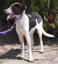 CAPRICE, Hund, Pointer in Zypern - Bild 2