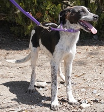 CAPRICE, Hund, Pointer in Zypern - Bild 4