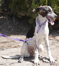 CAPRICE, Hund, Pointer in Zypern - Bild 5