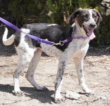CAPRICE, Hund, Pointer in Zypern - Bild 6