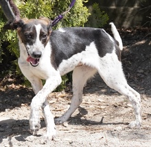 CAPRICE, Hund, Pointer in Zypern - Bild 7