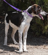 CAPRICE, Hund, Pointer in Zypern - Bild 8