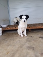 ESTELLA, Hund, Mischlingshund in Rumänien - Bild 1