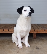 ESTELLA, Hund, Mischlingshund in Rumänien - Bild 2