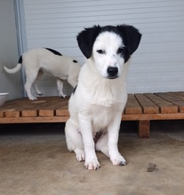 ESTELLA, Hund, Mischlingshund in Rumänien - Bild 4