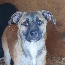 BELLAMY, Hund, Mischlingshund in Rumänien - Bild 1