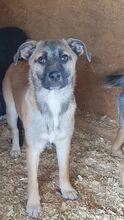 BELLAMY, Hund, Mischlingshund in Rumänien - Bild 2