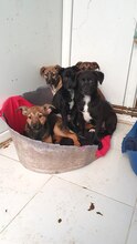 BELLAMY, Hund, Mischlingshund in Rumänien - Bild 3