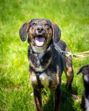 GUNNAR, Hund, Mischlingshund in Nordmazedonien - Bild 1