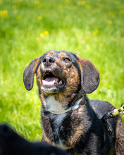 GUNNAR, Hund, Mischlingshund in Nordmazedonien - Bild 2