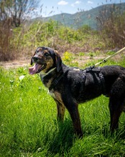 GUNNAR, Hund, Mischlingshund in Nordmazedonien - Bild 3
