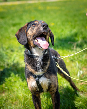 GUNNAR, Hund, Mischlingshund in Nordmazedonien - Bild 4