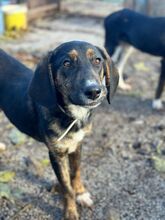 GUNNAR, Hund, Mischlingshund in Nordmazedonien - Bild 5
