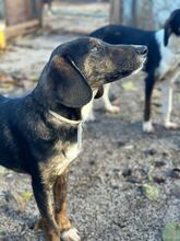 GUNNAR, Hund, Mischlingshund in Nordmazedonien - Bild 6
