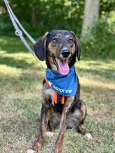 GUNNAR, Hund, Mischlingshund in Düsseldorf