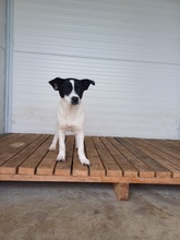 CRUELLA, Hund, Mischlingshund in Rumänien - Bild 1