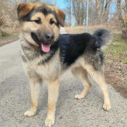 AARON, Hund, Deutscher Schäferhund-Mix in Slowakische Republik - Bild 1
