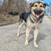 AARON, Hund, Deutscher Schäferhund-Mix in Slowakische Republik - Bild 2