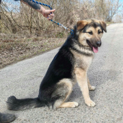 AARON, Hund, Deutscher Schäferhund-Mix in Slowakische Republik - Bild 3