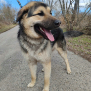 AARON, Hund, Deutscher Schäferhund-Mix in Slowakische Republik - Bild 4