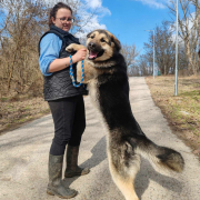 AARON, Hund, Deutscher Schäferhund-Mix in Slowakische Republik - Bild 5
