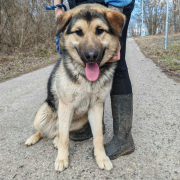 AARON, Hund, Deutscher Schäferhund-Mix in Slowakische Republik - Bild 6