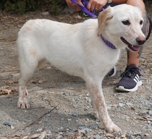 BOUNTY3, Hund, Mischlingshund in Zypern - Bild 2