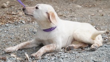 BOUNTY3, Hund, Mischlingshund in Zypern - Bild 3