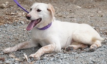 BOUNTY3, Hund, Mischlingshund in Zypern - Bild 4