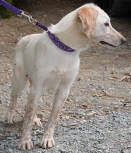BOUNTY3, Hund, Mischlingshund in Zypern - Bild 5