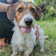 ALLIE, Hund, Mischlingshund in Slowakische Republik - Bild 1