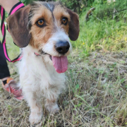 ALLIE, Hund, Mischlingshund in Slowakische Republik - Bild 3